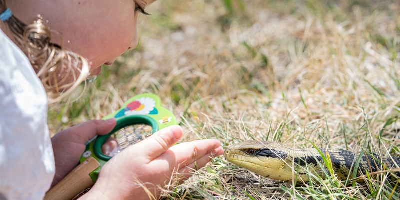 Curious Kids- Blue Tongue Lizard and Leaf/Stick Insect Interactive Experience 