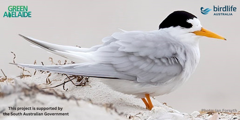 Coastal Wings: Exploring Fleurieu's Seabirds and Shorebirds