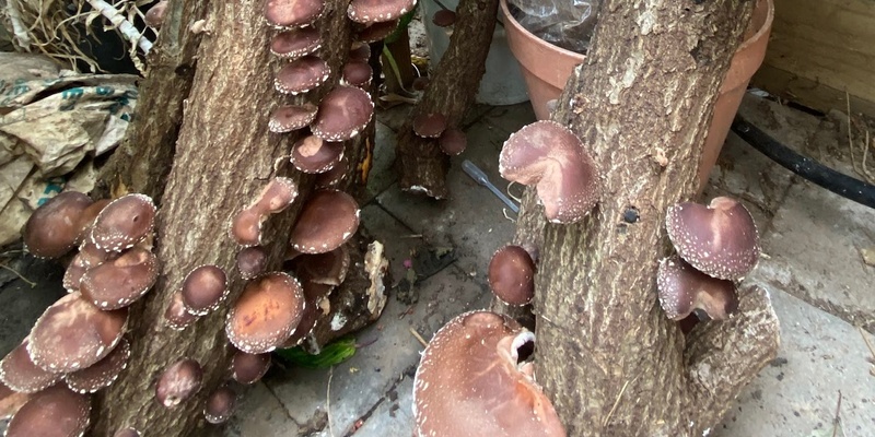 Shiitake mushroom workshop at Mirboo