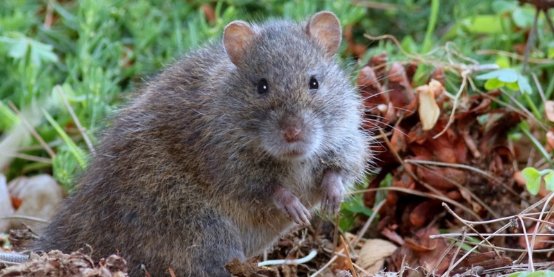 Remarkable Rats: not all rats deserve a bad rap