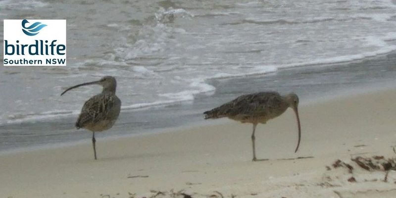 A guided walk to see birds of the Port Hacking shorelines and woodlands