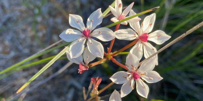 Our Sunshine Coast Heathlands: A Story of Hope & Resilience