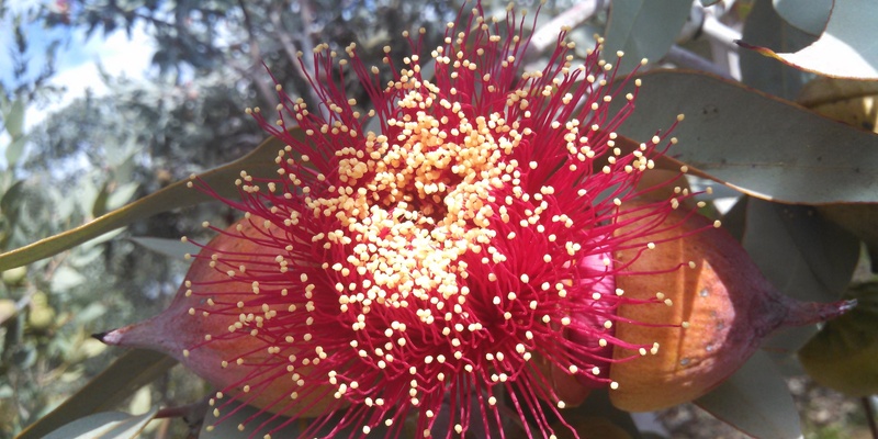 Ornamental Eucalypts: Bringing an Australian Icon Into the Home Garden