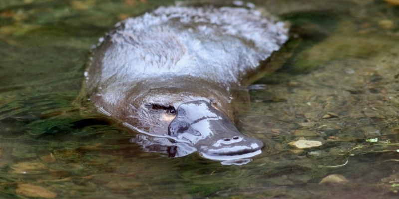 Returning platypus to the river: Turning a dream into a reality