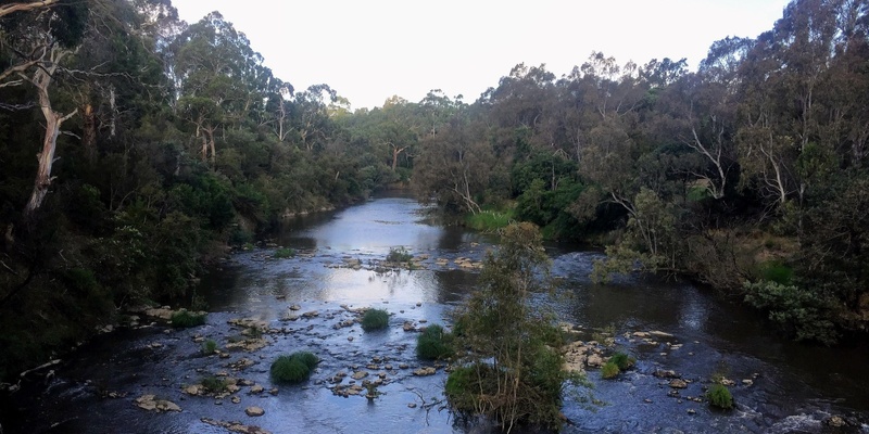 Westerfolds local bush walk with wildlife - Grade 2 (Easy)