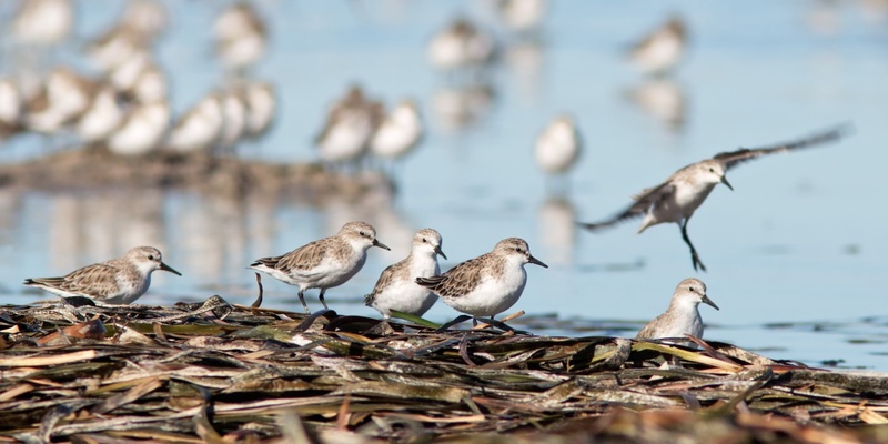 An Introduction to Migratory Shorebirds - Thompson Beach (free event)