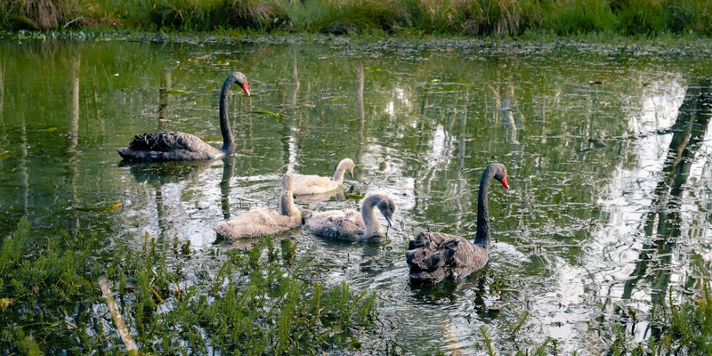 Awe-dventure at the Lake