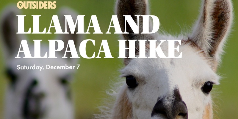 Llama & Alpaca Hike 