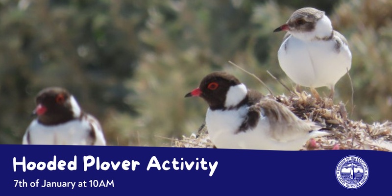 Hooded Plover Walk 'n' Talk