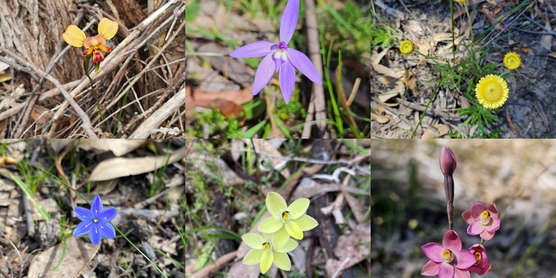 Wildflower wander through Mount Bold Reservoir Reserve