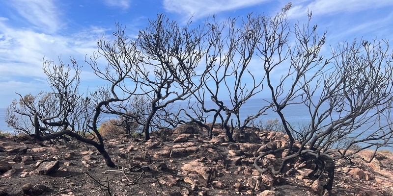 Fishermans Bay headland guided post burn walk