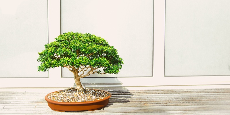 The Art of Bonsai to Find Inner Peace