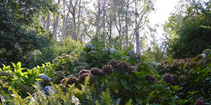 Nature Based Wellbeing: Mindfulness in the heart of the Gardens