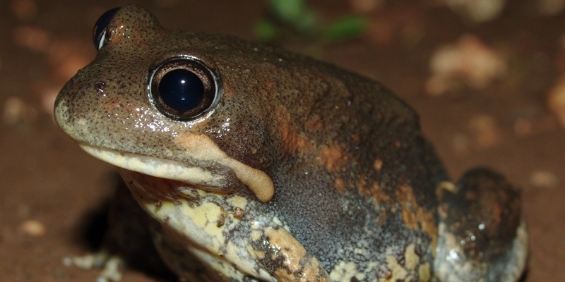 Frogs of Gardiners Creek / KooyongKoot