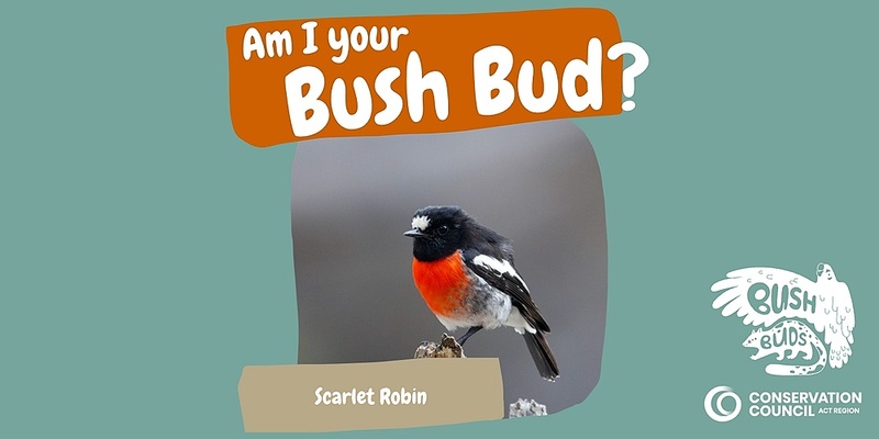 Bush Buds: Scarlet Robin 