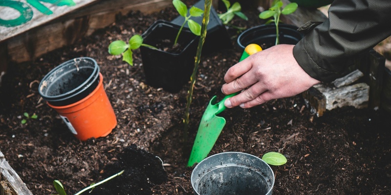 Healthy Edible Garden Series: Maintenance - Planting