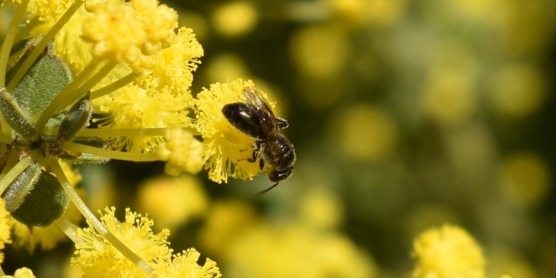 Native Bee Workshop