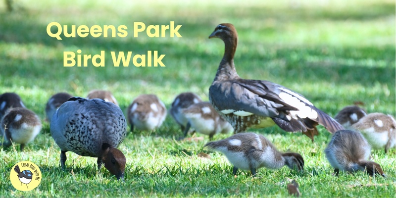 Queens Park Bird Walk - November