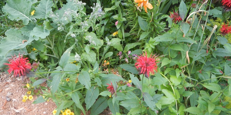 Warm Season Crops, Edible Flowers, & Attracting Pollinators