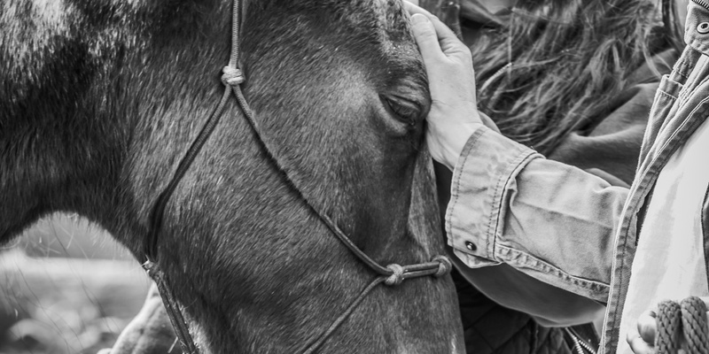 Equine Experiential Learning : Movement and Making