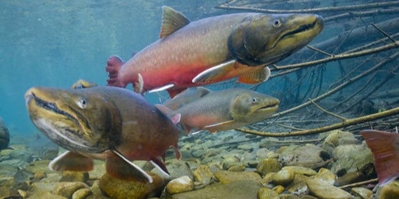 Rattlesnake Dam Removal Tour: Bring On the Trout!