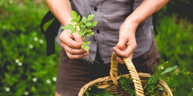 Edible Weeds: Foraging Tour For Kids - Callan Park - Spring 2024