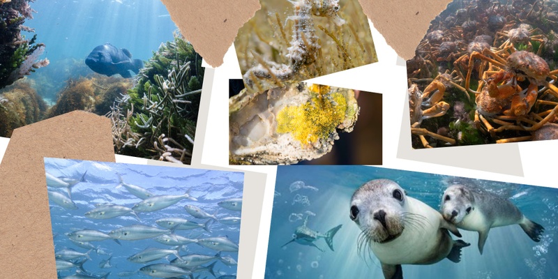 Through the Lens: a closer look beneath the water of Coffin Bay