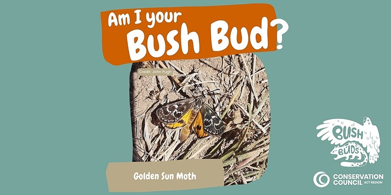 Bush Buds: Golden Sun Moth