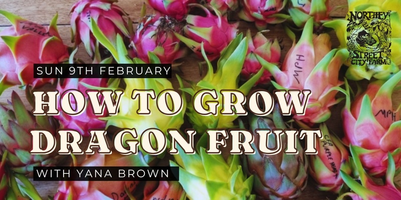 How to Grow Dragon Fruit with Yana Brown