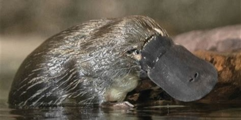 KV Youth - Platypus Viewing with WET