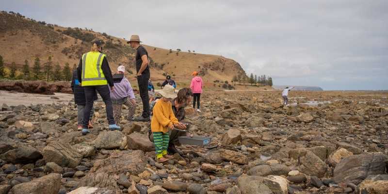 Intertidal Reef Explorers - Lady Bay