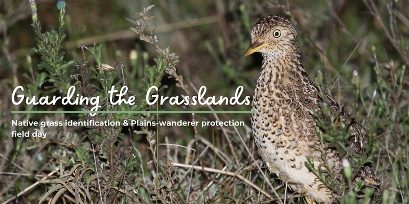 Guarding the Grasslands: Native Grass Identification & Plains-wanderer Protection Field Day