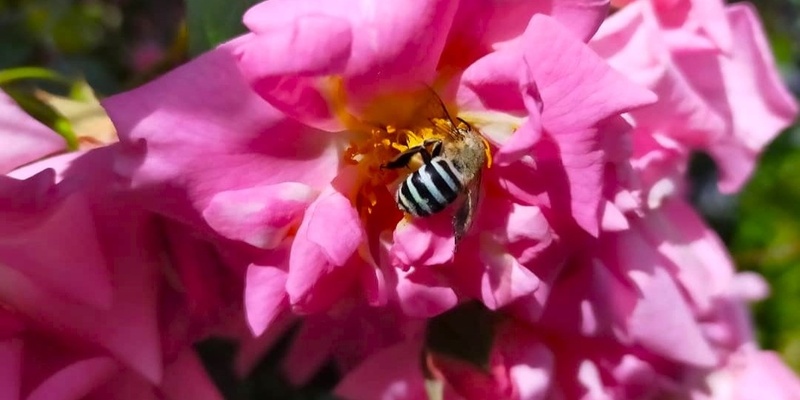 Pollinators Garden Walk