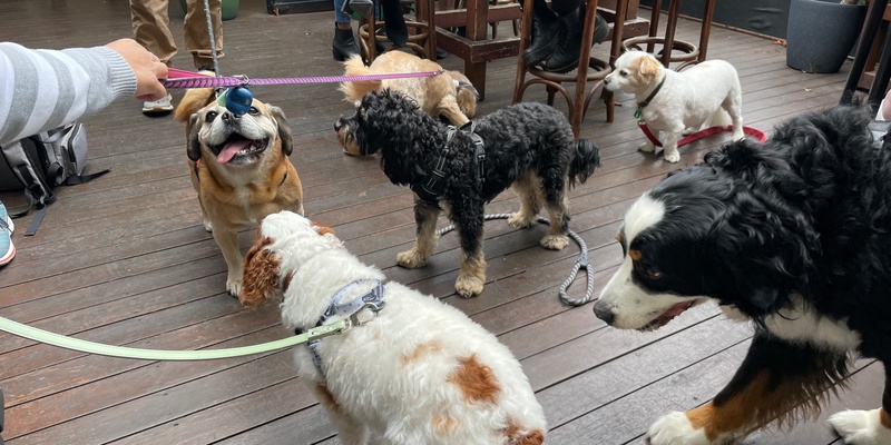 Collingwood Puppy Pub Crawl