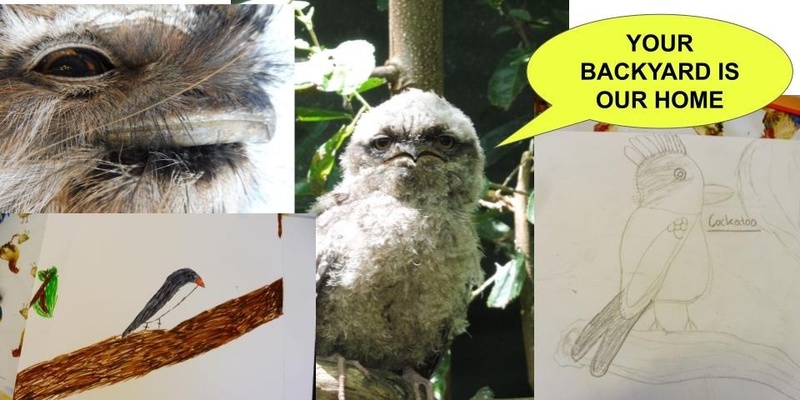 BIRDS of our BACKYARDS - a drawing and more workshop with Rachel Bunney