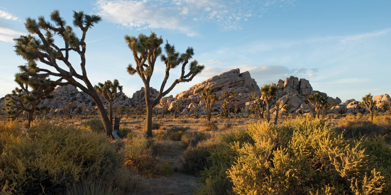 Cactus to Creosote: Identifying Plants in the Field 