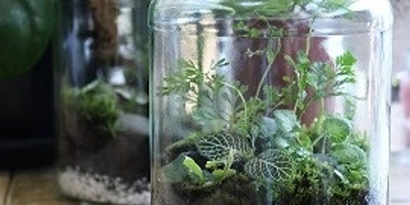 School Holiday Terrariums