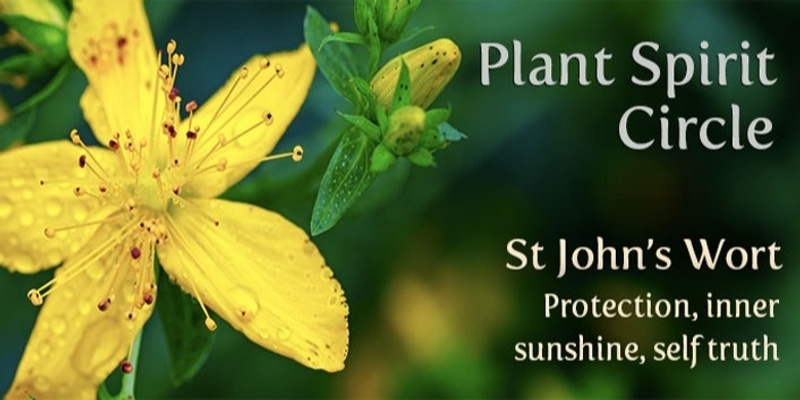 PLANT SPIRIT CIRCLE - St John's Wort