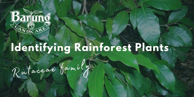 Identifying Rainforest Plants of the Blackall Range: the family Rutaceae