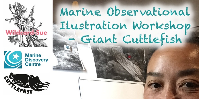 Marine Observational Illustration Workshop - Giant Cuttlefish