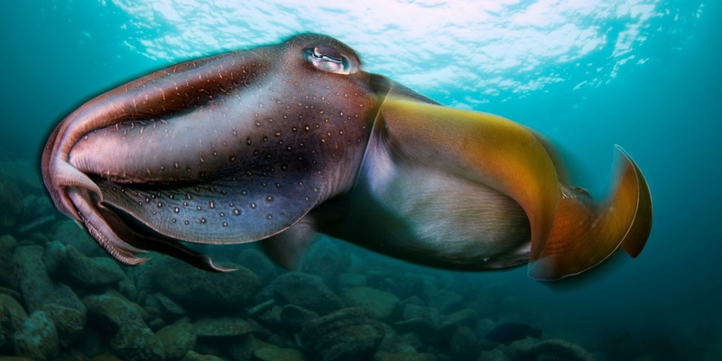 Underwater Photography Competition Prize Giving Ceremony 2024