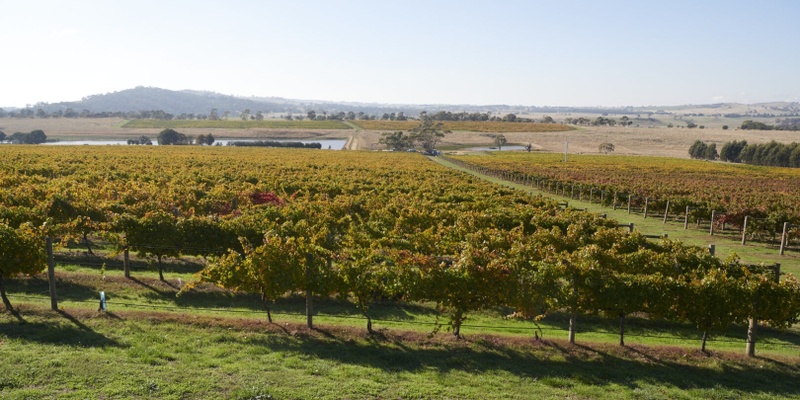 Marlin's Sparkling Rose @ Glenhope Vineyard