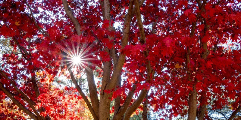 Fall in Mount Auburn