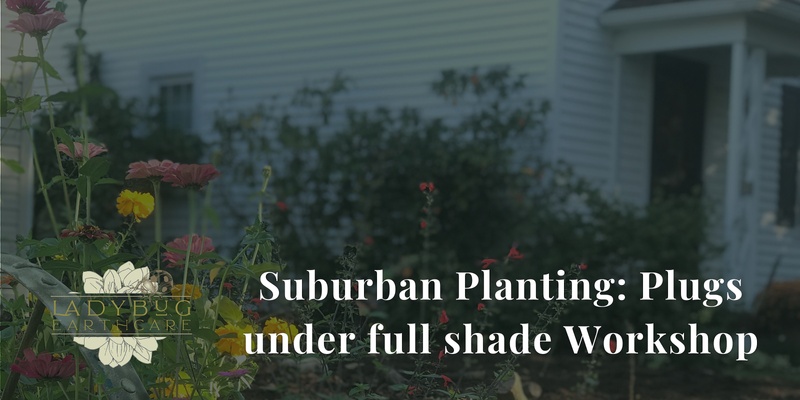 Suburban Native Plug Planting in Shade