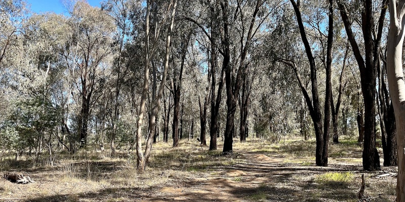 Vickers Road Reserve Community Stewardship Morning