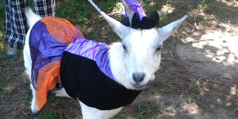 Halloween Goat Yoga