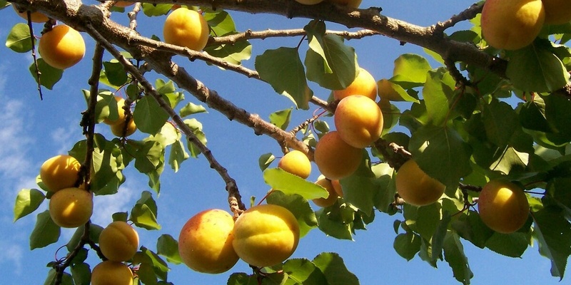 Summer pruning workshop