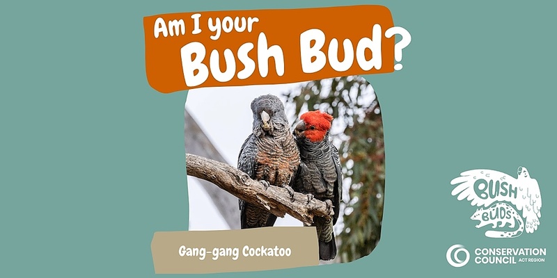 Bush Buds: Gang-gang Cockatoo 