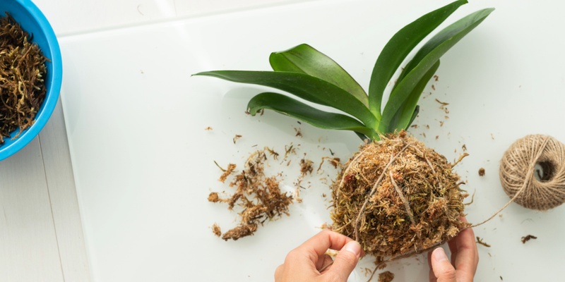 Kokedama workshop - Ages 5 and up