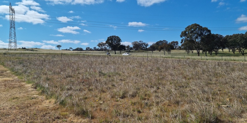 Growing A Grassland